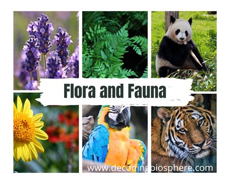 what is a flora and fauna